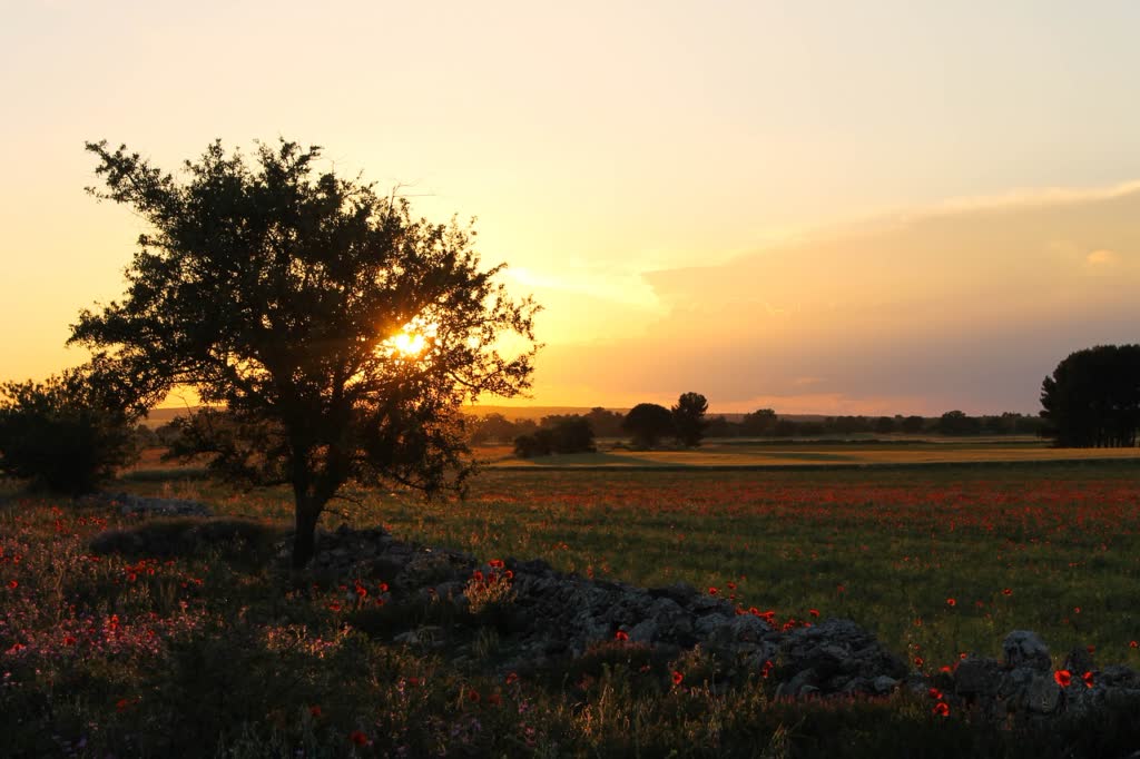 cosa vedere ad altamura a piedi la città del pane, altamura, altamura a piedi, cattedrale di altamura, pane di altamura, uomo di altamura, pane, grotta di lamalunga, città del pane, palazzo baldassarre, puglia