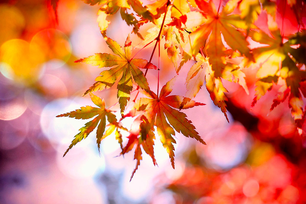 canzoni per l'autunno, autunno, canzoni autunnali, foliage, coldplay, adele, autumn, musica d'autunno, musica autunnale, musica